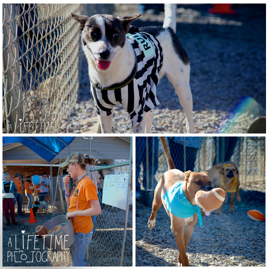 Pets-without-parents-puppy-super-bowl-puppybowl-party-Sevierville-TN-dogs-adoption-animal-shelter-6