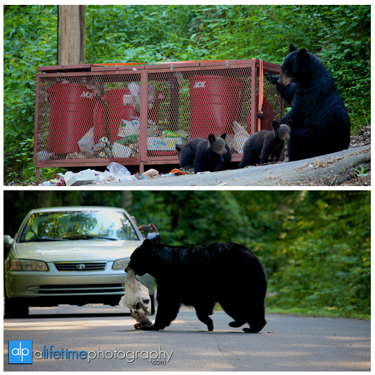 smoky-mountain-bears-photography-photographer-see-spot-wildlife-baby-cubs-mother-trash-Gatlinburg-Pigeon-Forge-digging-black-5