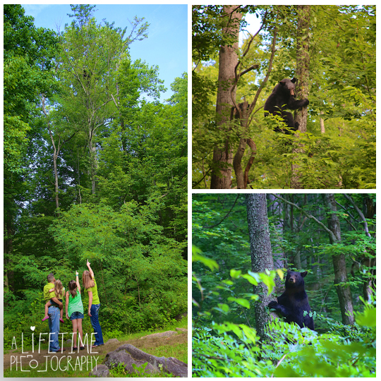 Gatlinburg-TN-Family-Photographer-Pigeon-Forge-Motor-Nature-Trail-Smoky-Mountains-Knoxville-Seymour-Maryville-Townsend-8