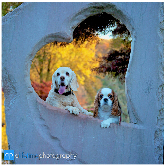 Knoxville-TN-Family-pet-Photographer-UT-Gardens-dogs-family-session-photo-shoot-pictures-21