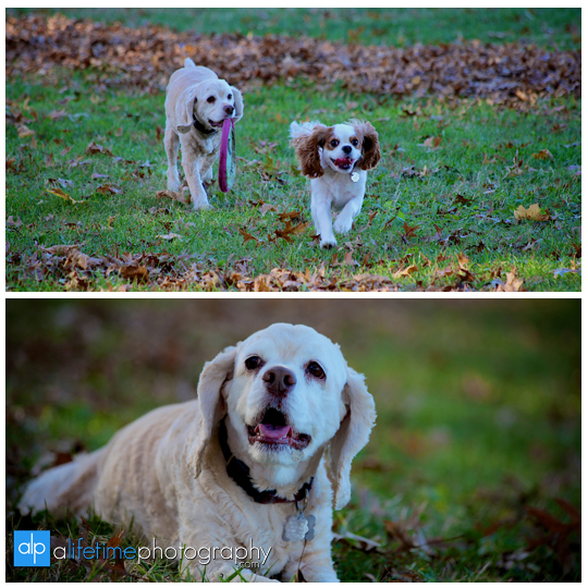 Knoxville-TN-Family-pet-Photographer-UT-Gardens-dogs-family-session-photo-shoot-pictures-8