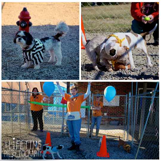 Pets-without-parents-puppy-super-bowl-puppybowl-party-Sevierville-TN-dogs-adoption-animal-shelter-2