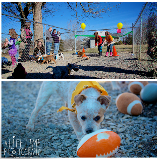 Pets-without-parents-puppy-super-bowl-puppybowl-party-Sevierville-TN-dogs-adoption-animal-shelter-4
