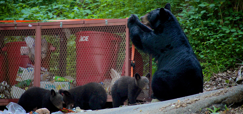 Smoky Mountain Bears | Gatlinburg, TN Photographer