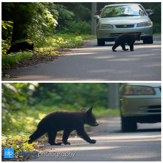 smoky-mountain-bears-photography-photographer-see-spot-wildlife-baby-cubs-mother-trash-Gatlinburg-Pigeon-Forge-digging-black-2