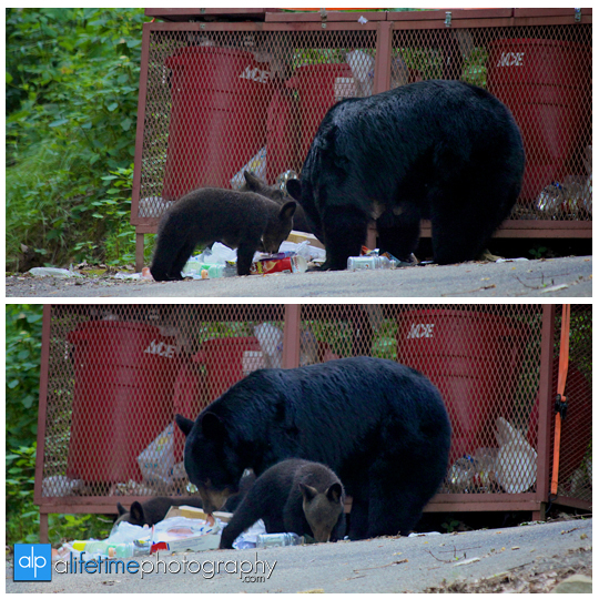 smoky-mountain-bears-photography-photographer-see-spot-wildlife-baby-cubs-mother-trash-Gatlinburg-Pigeon-Forge-digging-black-3
