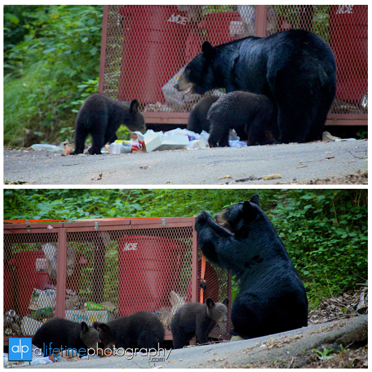 smoky-mountain-bears-photography-photographer-see-spot-wildlife-baby-cubs-mother-trash-Gatlinburg-Pigeon-Forge-digging-black-4