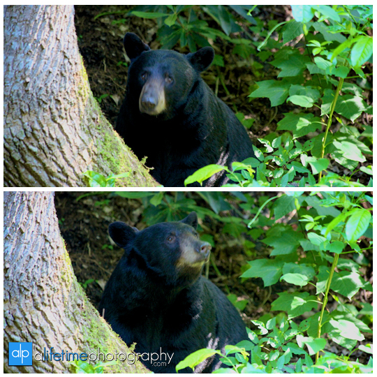 smoky-mountain-bears-photography-photographer-see-spot-wildlife-baby-cubs-mother-trash-Gatlinburg-Pigeon-Forge-digging-black-6