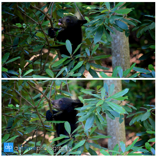 smoky-mountain-bears-photography-photographer-see-spot-wildlife-baby-cubs-mother-trash-Gatlinburg-Pigeon-Forge-digging-black-7