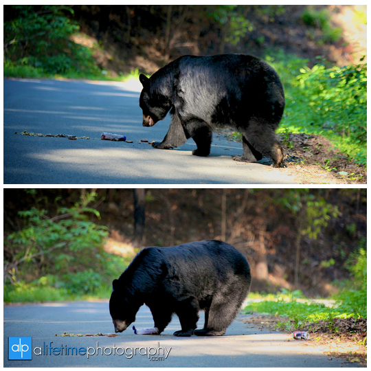 smoky-mountain-bears-photography-photographer-see-spot-wildlife-baby-cubs-mother-trash-Gatlinburg-Pigeon-Forge-digging-black-8