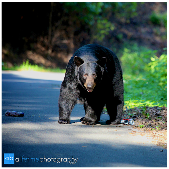 smoky-mountain-bears-photography-photographer-see-spot-wildlife-baby-cubs-mother-trash-Gatlinburg-Pigeon-Forge-digging-black-9