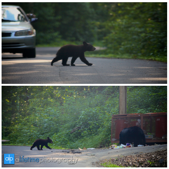 smoky-mountain-bears-photography-photographer-see-spot-wildlife-baby-cubs-mother-trash-Gatlinburg-Pigeon-Forge-digging-black